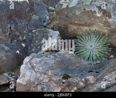 Saxifraga longifolia im Arktischen Universitätsmuseum von Norwegen in Tromsø. Stockfoto