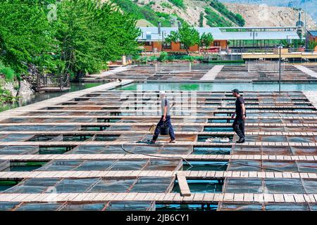 Dagestan, Russland - 13. Mai 2022: Arbeiter auf einer Fischfarm mit kommerziellem Fischfang in einem Bergtal Stockfoto