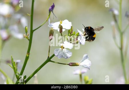 Bumble Bees auf Blumen in Deckpflanzen. Stockfoto