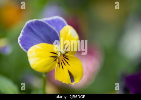 Nahaufnahme einer violetten und gelben Stiefmütterchenblüte mit weichem, verschwommenem Hintergrund Stockfoto