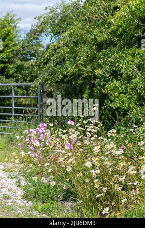 Farmlane im Forest of Bowland, mit Hecken und Wildblumen, die neben dem Wald gepflanzt werden, schaffen einen Wildlife-Korridor. Lancashire, Großbritannien. Stockfoto