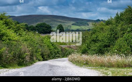 Farmlane im Forest of Bowland, mit Hecken und Wildblumen, die neben dem Wald gepflanzt werden, schaffen einen Wildlife-Korridor. Lancashire, Großbritannien. Stockfoto