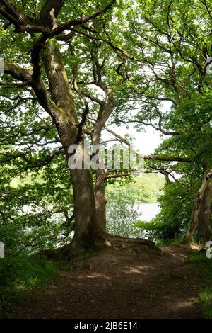 Ein alter Baum mit ausbreitenden Ästen, der durch ein grünes Baldachin den Rudyard Lake überblickt Stockfoto