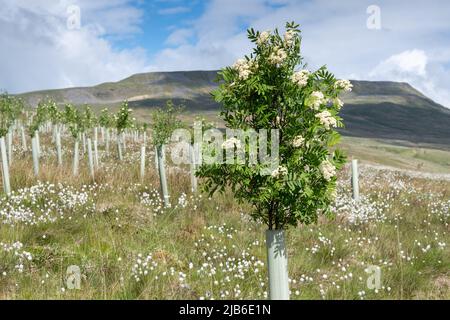 Moorland im Upper Eden Valley, das im Rahmen eines Umweltprogramms mit Weichholzbäumen bepflanzt wurde. Mallerstank, Cumbria, Großbritannien. Stockfoto