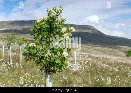 Moorland im Upper Eden Valley, das im Rahmen eines Umweltprogramms mit Weichholzbäumen bepflanzt wurde. Mallerstank, Cumbria, Großbritannien. Stockfoto