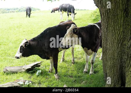 Milchvieh weiden friedlich auf grüner Weide unter Baumschatten auf der Farm Staffordshire Stockfoto