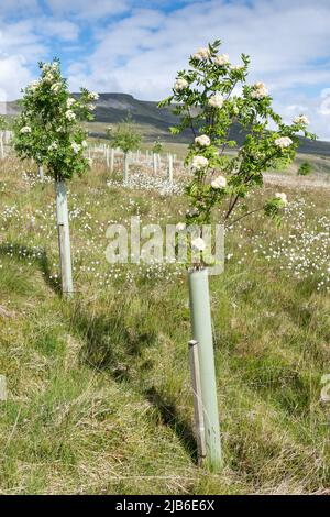 Moorland im Upper Eden Valley, das im Rahmen eines Umweltprogramms mit Weichholzbäumen bepflanzt wurde. Mallerstank, Cumbria, Großbritannien. Stockfoto