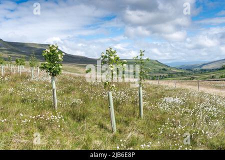 Moorland im Upper Eden Valley, das im Rahmen eines Umweltprogramms mit Weichholzbäumen bepflanzt wurde. Mallerstank, Cumbria, Großbritannien. Stockfoto