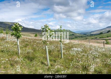 Moorland im Upper Eden Valley, das im Rahmen eines Umweltprogramms mit Weichholzbäumen bepflanzt wurde. Mallerstank, Cumbria, Großbritannien. Stockfoto