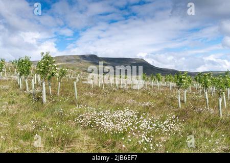 Moorland im Upper Eden Valley, das im Rahmen eines Umweltprogramms mit Weichholzbäumen bepflanzt wurde. Mallerstank, Cumbria, Großbritannien. Stockfoto