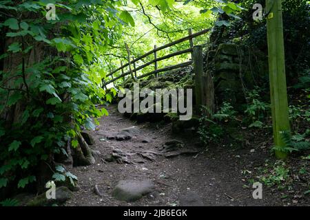 Holzsteg über felsigen Bach in üppig grünen Wäldern in der Nähe von Rudyard Lake Stockfoto