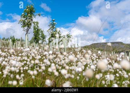 Moorland im Upper Eden Valley, das im Rahmen eines Umweltprogramms mit Weichholzbäumen bepflanzt wurde. Mallerstank, Cumbria, Großbritannien. Stockfoto