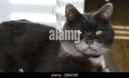 Britische Katze liegt auf einem Stuhl in der Sonne, gemütliche Katze nimmt Sonnenbad. Niedliche Katze Ruht Sich Aus. Stockfoto