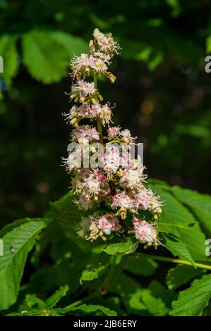 Pyramidale Spitzen von weißen Blumen auf Rosskastanie, blühen im Garten, Irland Stockfoto