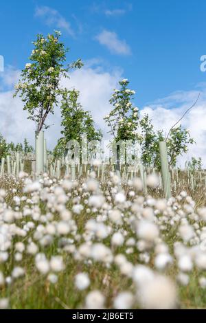 Moorland im Upper Eden Valley, das im Rahmen eines Umweltprogramms mit Weichholzbäumen bepflanzt wurde. Mallerstank, Cumbria, Großbritannien. Stockfoto