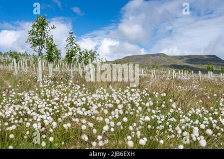 Moorland im Upper Eden Valley, das im Rahmen eines Umweltprogramms mit Weichholzbäumen bepflanzt wurde. Mallerstank, Cumbria, Großbritannien. Stockfoto