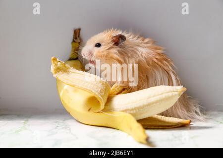 Flauschiger syrischer Hamster mit Banane Stockfoto