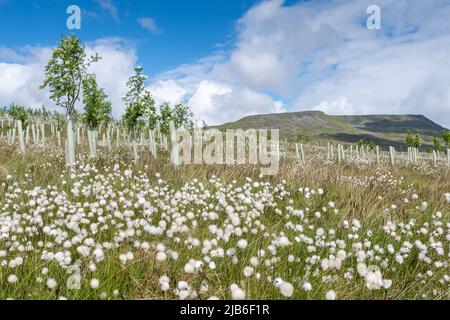 Moorland im Upper Eden Valley, das im Rahmen eines Umweltprogramms mit Weichholzbäumen bepflanzt wurde. Mallerstank, Cumbria, Großbritannien. Stockfoto