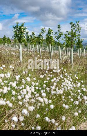 Moorland im Upper Eden Valley, das im Rahmen eines Umweltprogramms mit Weichholzbäumen bepflanzt wurde. Mallerstank, Cumbria, Großbritannien. Stockfoto