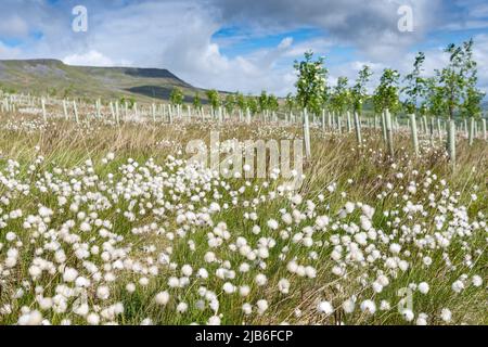 Moorland im Upper Eden Valley, das im Rahmen eines Umweltprogramms mit Weichholzbäumen bepflanzt wurde. Mallerstank, Cumbria, Großbritannien. Stockfoto