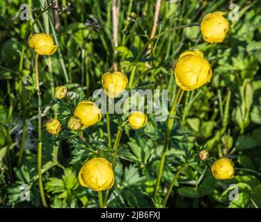 Trollius europaeus oder Globeflower, eine globusförmige, zitronengelbe Blume, die feuchten Boden begünstigt. Stockfoto