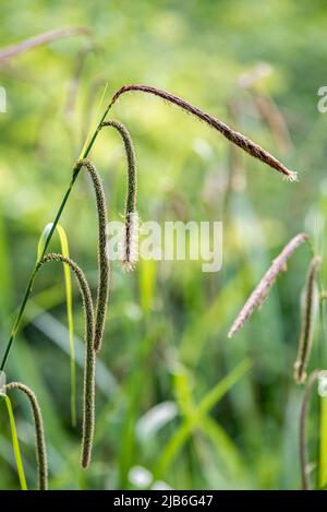 Hängende Segge, Carex Pendula Large Sedge Stockfoto