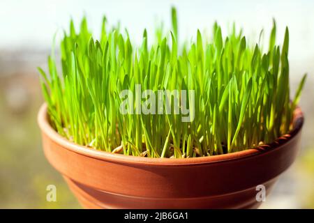 Grünes Katzengras mit wächst in einem keramischen Blumentopf im Makro. Hafergraspflanze in Terrakotta-Topf. Selektiver Fokus auf einzelne Grashalme. Verschwommen Stockfoto