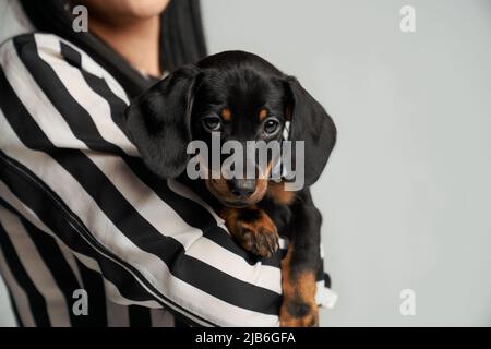 Vorderansicht einer jungen, brünetten Hündin, die gestreifte Jacke trägt und kleine Dackel-Welpen mit den Händen hält. Schwarzer Taksa-Hund schaut auf die Kamera. Isoliert auf grauem Studiohintergrund. Stockfoto