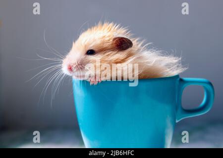 Der flauschige syrische Hamster sitzt in einem blauen Becher Stockfoto