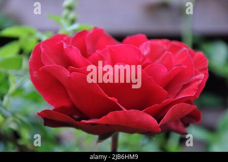 Nahaufnahme einer rosa Rose auf dunkelgrünem Hintergrund. Hochwertige Fotos. Schöne rote Rose in einem Garten. Rote Rose blüht im Garten nach Regen. Beau Stockfoto