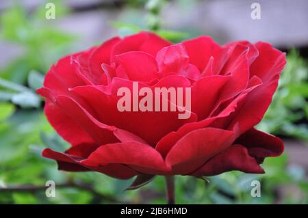 Nahaufnahme einer rosa Rose auf dunkelgrünem Hintergrund. Hochwertige Fotos. Schöne rote Rose in einem Garten. Rote Rose blüht im Garten nach Regen. Beau Stockfoto