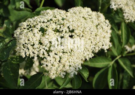 Holunderbaum mit einer blühenden Blume. Blühende Holunderblüte (Sambucus nigra) im Frühling Stockfoto