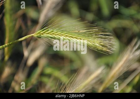 Frische grüne Stacheln. Weizengras-Nahaufnahme. Roggenpflanze. Weizenzapfen mit Körnern. Frisches grünes Gras, Schließung. Abstrakter Naturhintergrund. Stockfoto