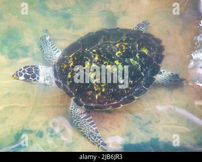 Grüne Meeresschildkröte hawksbill Meeresschildkröte Karettschildkröte schwimmt im Pool in Turtle Breeding Station Conservation Center in Bentota Sri Lanka. Stockfoto