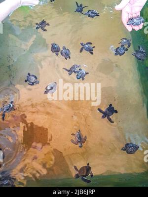 Niedliche schwarze Schildkröten Babys schwimmen im Pool in Turtle Breeding Station Conservation Center in Bentota Sri Lanka. Stockfoto
