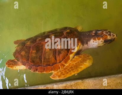 Grüne Meeresschildkröte hawksbill Meeresschildkröte Karettschildkröte schwimmt im Pool in Turtle Breeding Station Conservation Center in Bentota Sri Lanka. Stockfoto