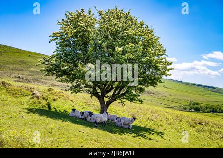 Schafe, die sich unter einem Baum auf der Headland Warren Farm, Dartmoor, Devon, Großbritannien, vor der Sonne schützen Stockfoto