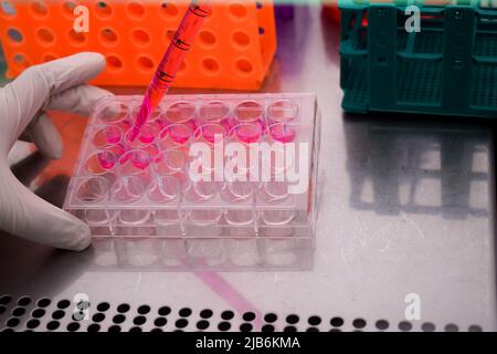 Forscher legt eine Zelle auf die Zellplatte in der Zellkulturkabine Stockfoto
