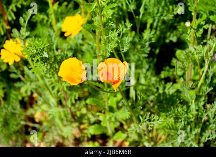 Kalifornischer Mohn, goldener Mohn, Zierpflanze, blüht im Garten Stockfoto