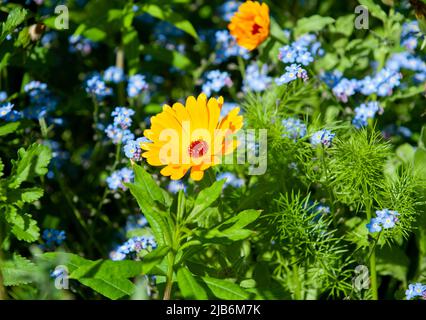 Schöne Calendula Gelbe Blütenblüte im Garten Stockfoto