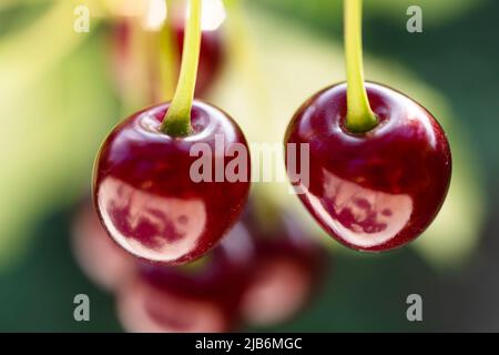 Detail von reifen roten Kirschen auf Kirschbaum Stockfoto