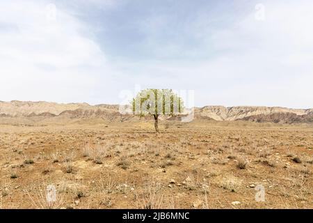 Einsamer grüner Baum auf trockener, isolierter Ebene im südlichen Teil des Vashlovani-Nationalparks in Georgien Stockfoto