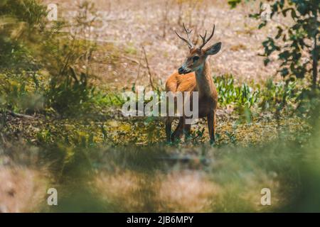 Marschhirsche in der Umgebung des Pantanal-Waldes, Pantanal , Mato Grosso, Brasilien. Stockfoto