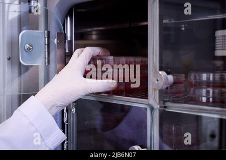 Forscher stellt eine Petrischale in einen Inkubator Stockfoto