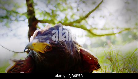 Nahaufnahme eines Adlers, der auf dem Ast eines Baumes im Wald sitzt Stockfoto
