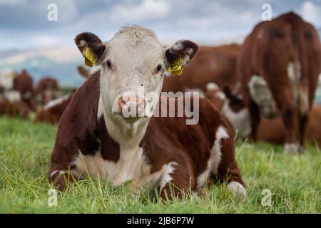 Hereford-Kalb setzte sich unter die Herde, auf Grasland in Cumbria, Großbritannien. Stockfoto