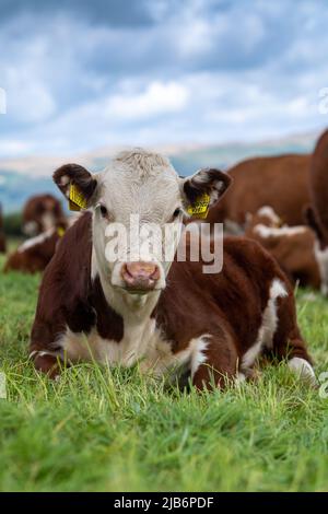 Hereford-Kalb setzte sich unter die Herde, auf Grasland in Cumbria, Großbritannien. Stockfoto