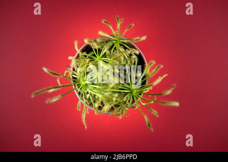 Drosera capensis (Kapsundaw). Draufsicht auf eine fleischfressende Pflanze in einem runden Topf. Blumenhintergrund mit Kopierbereich. Stockfoto