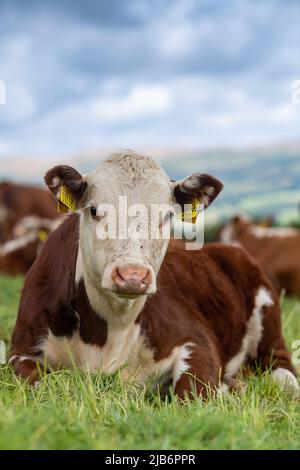 Hereford-Kalb setzte sich unter die Herde, auf Grasland in Cumbria, Großbritannien. Stockfoto