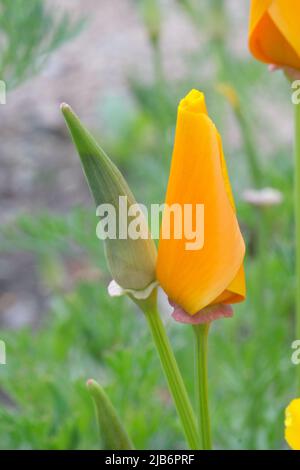 Orangefarbene Blütenantilope Mohnmakro-Nahaufnahme, selektiver Fokus. Kalifornische goldene Mohnknospe Nahaufnahme mit verschwommenem Hintergrund Stockfoto